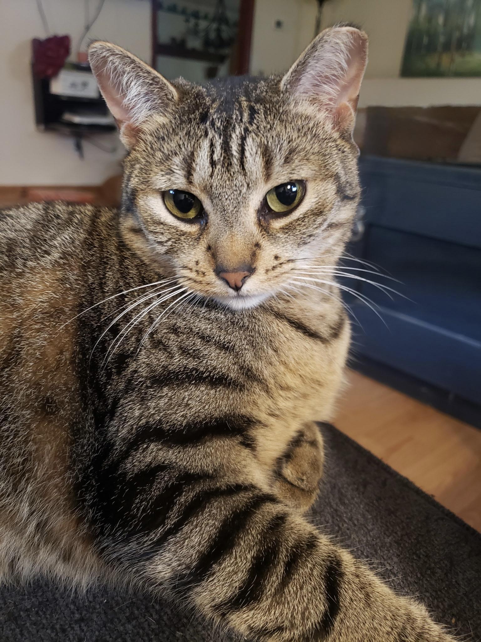 Tigger, a Adoptable Domestic Short Hair in Cortland, NY image 4/4