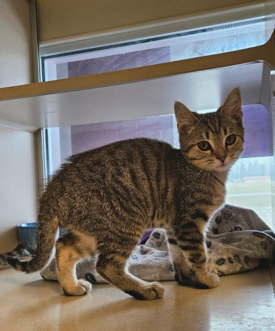 Griffin, ADOPTABLE, Kitten Male Domestic Long Hair.