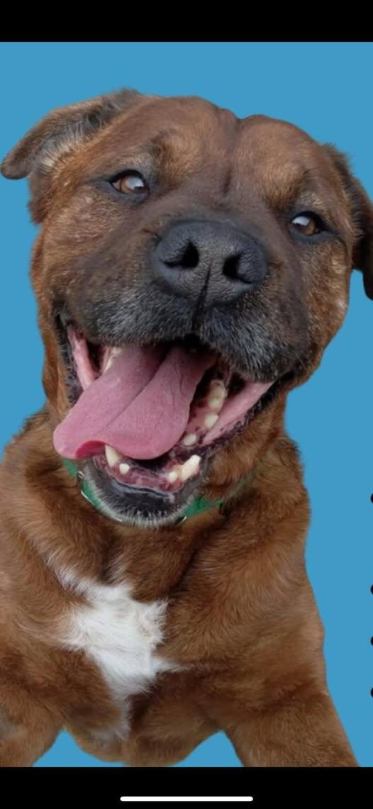 Bryer, Adoptable, Adult Male Chow Chow & Mastiff.