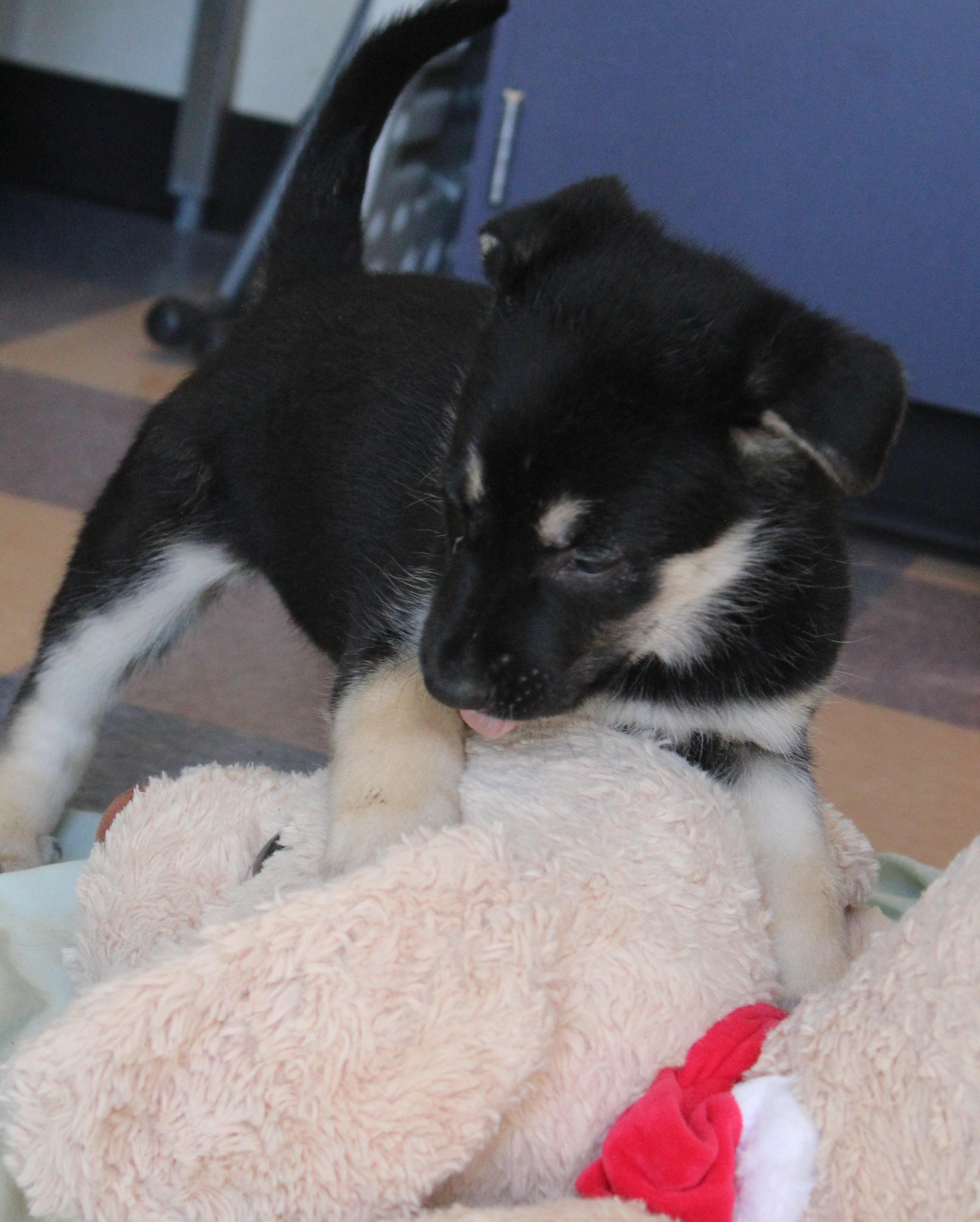 Enlarge Swan, an adopted mixed breed in Yucca Valley, CA image 5/6