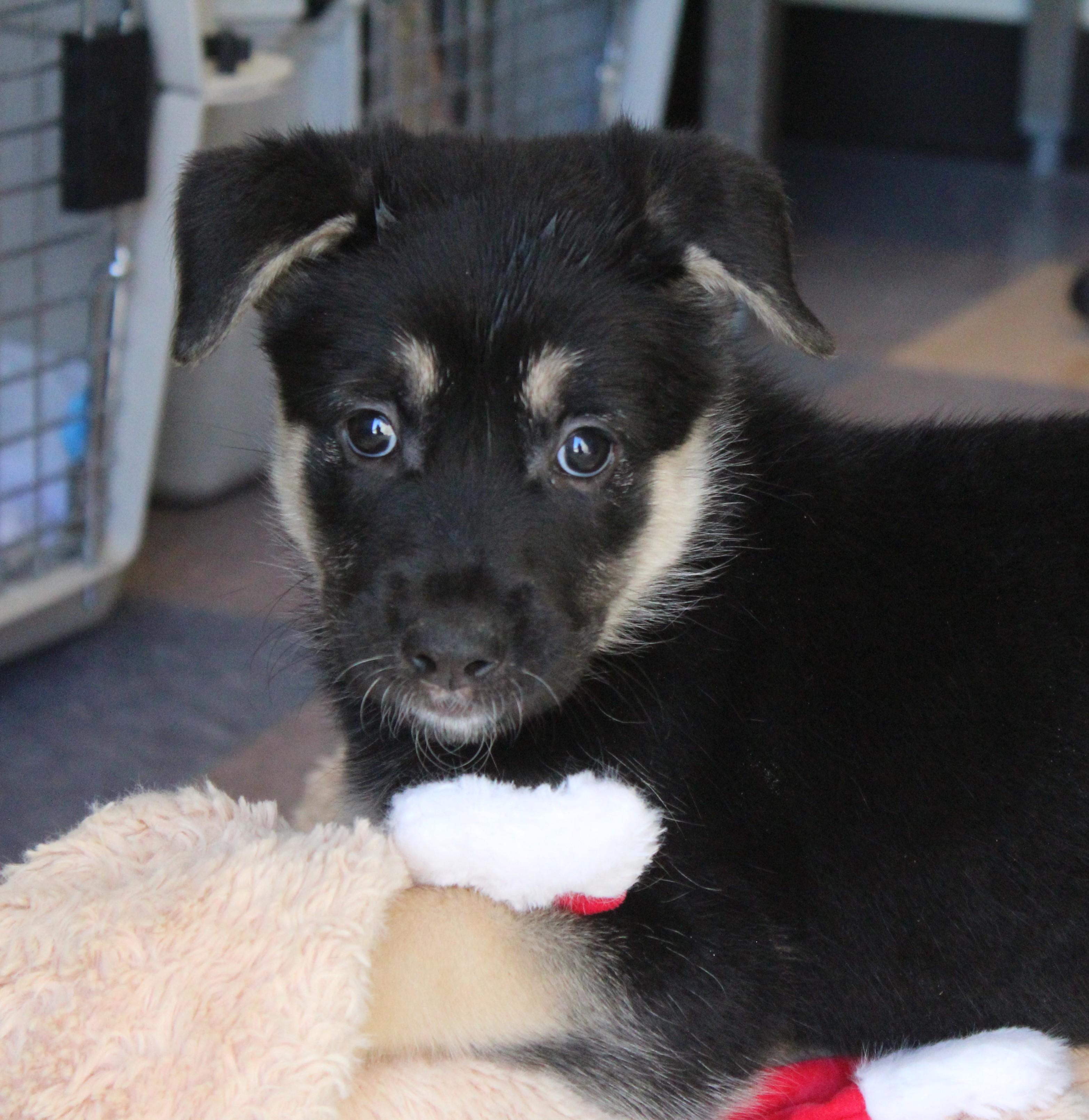 Swan, adopted, Young Female German Shepherd Dog & Australian Shepherd.