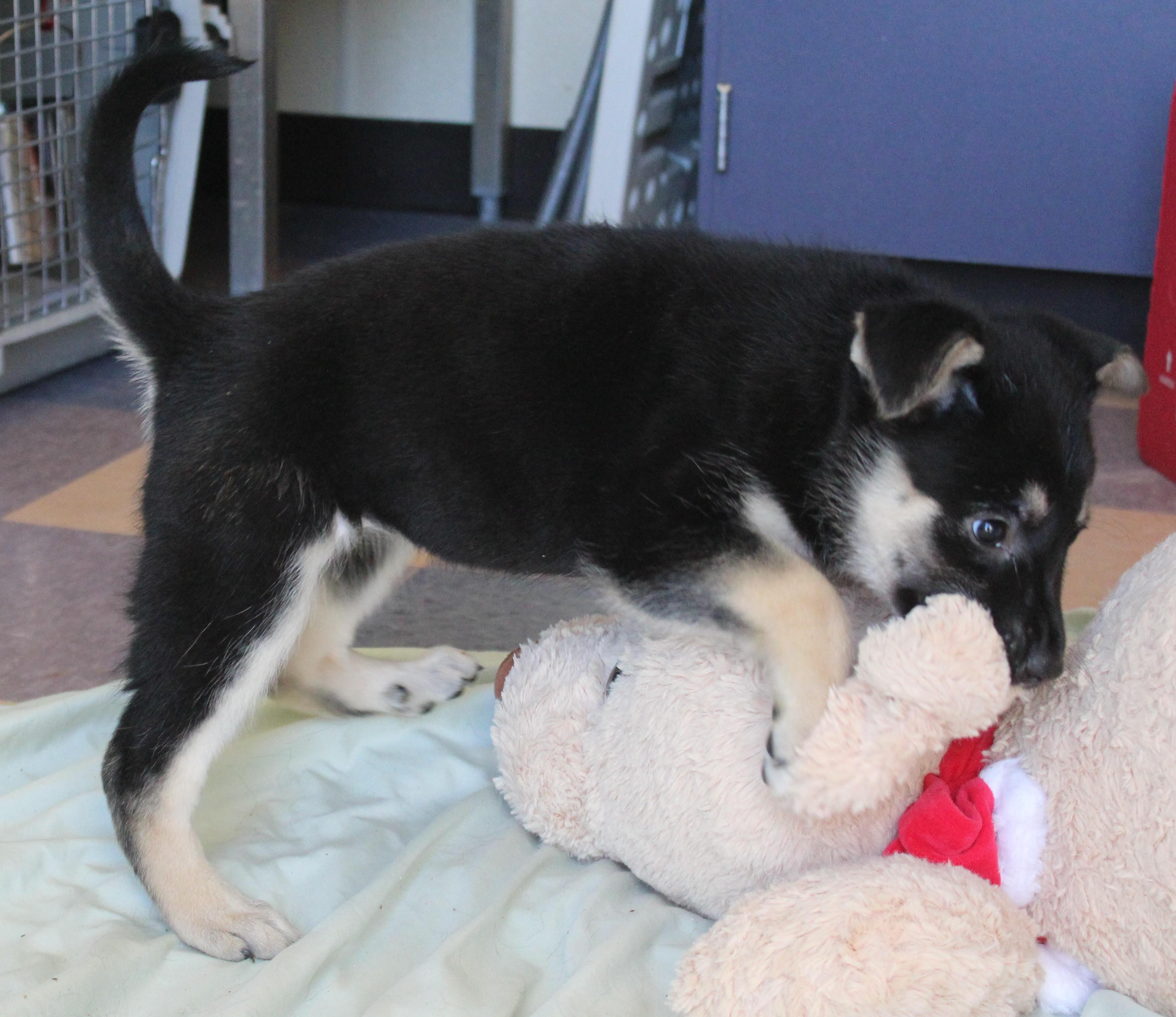 Enlarge Swan, an adopted mixed breed in Yucca Valley, CA image 6/6