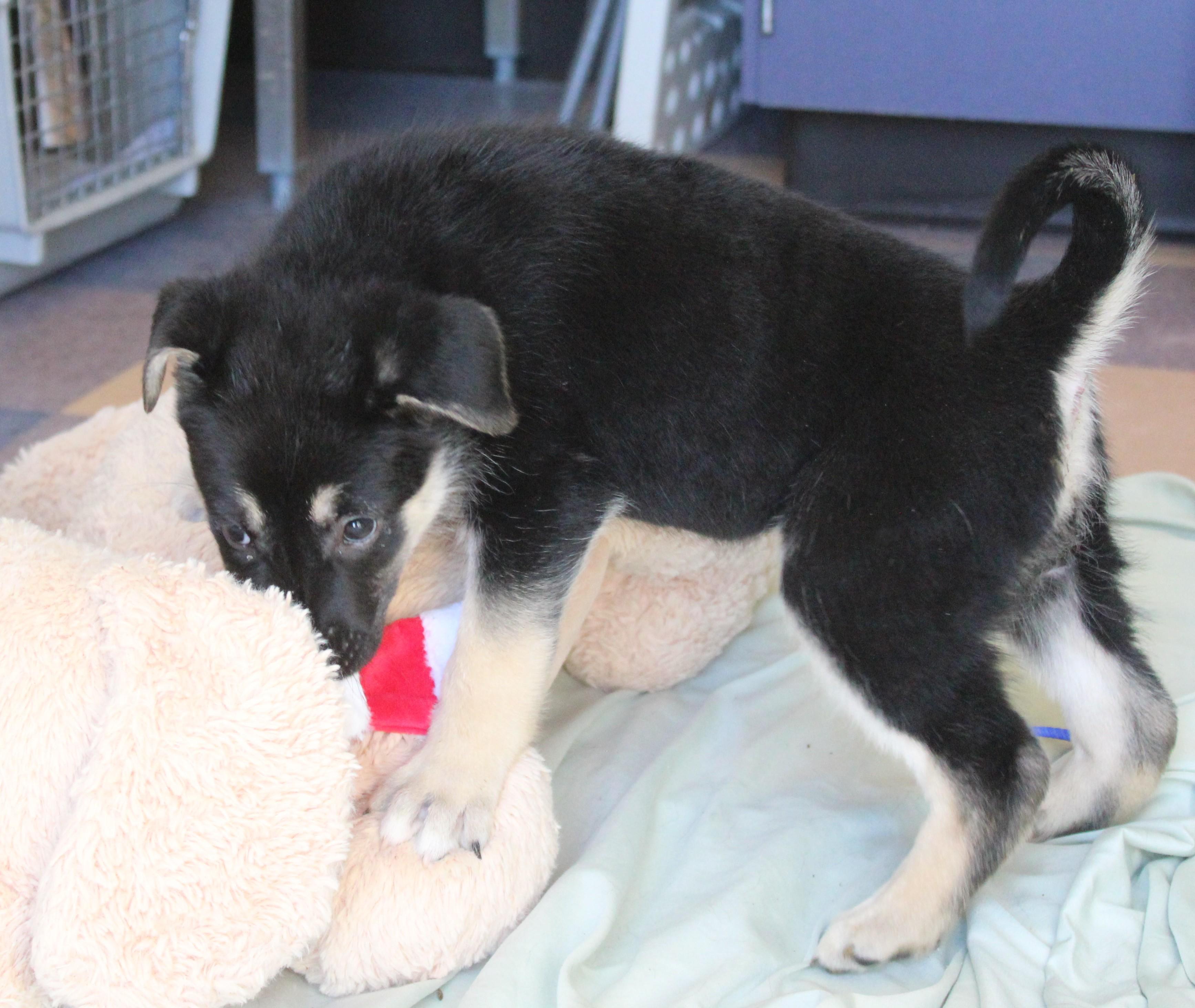 Enlarge Swan, an adopted mixed breed in Yucca Valley, CA image 3/6