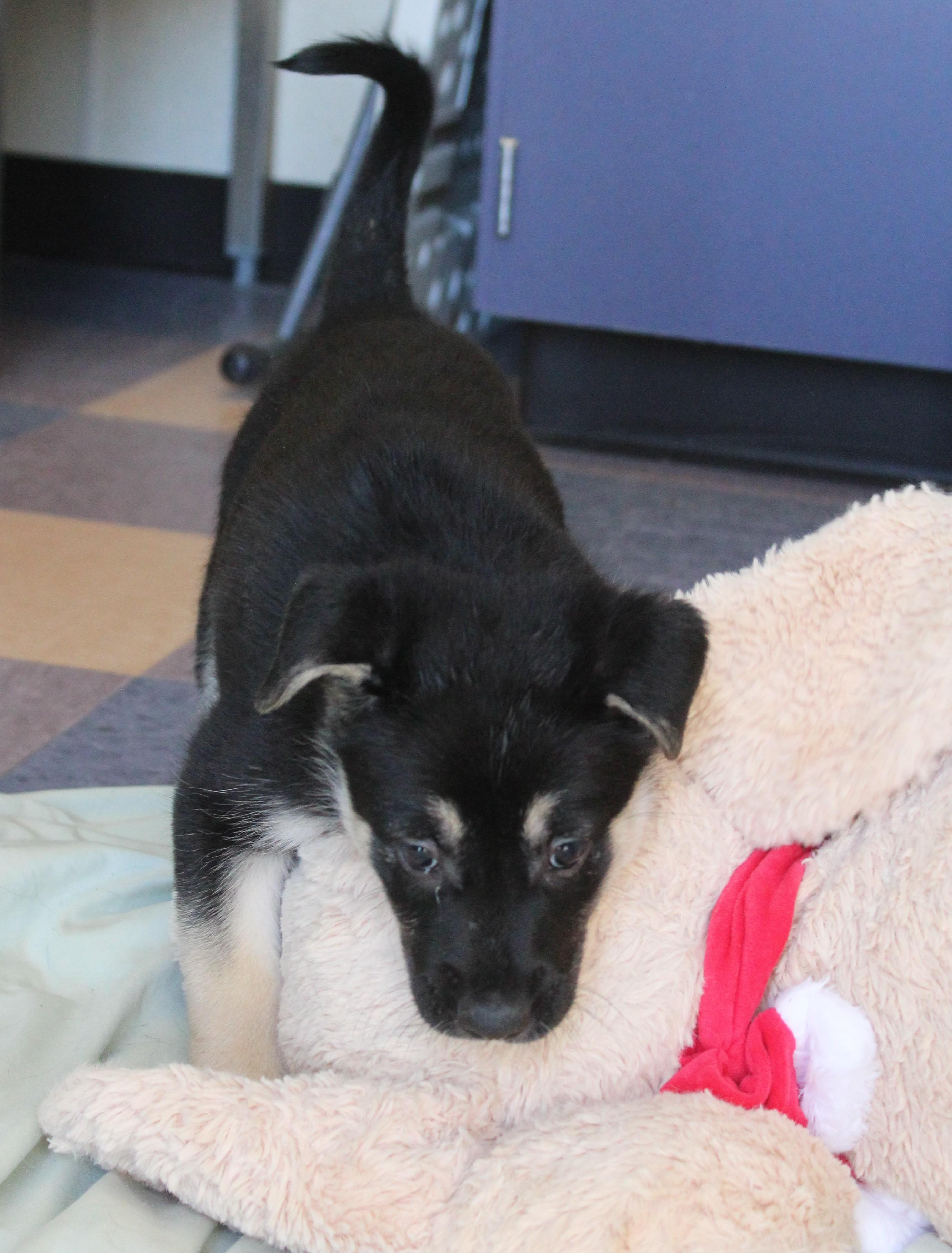 Enlarge Swan, an adopted mixed breed in Yucca Valley, CA image 4/6