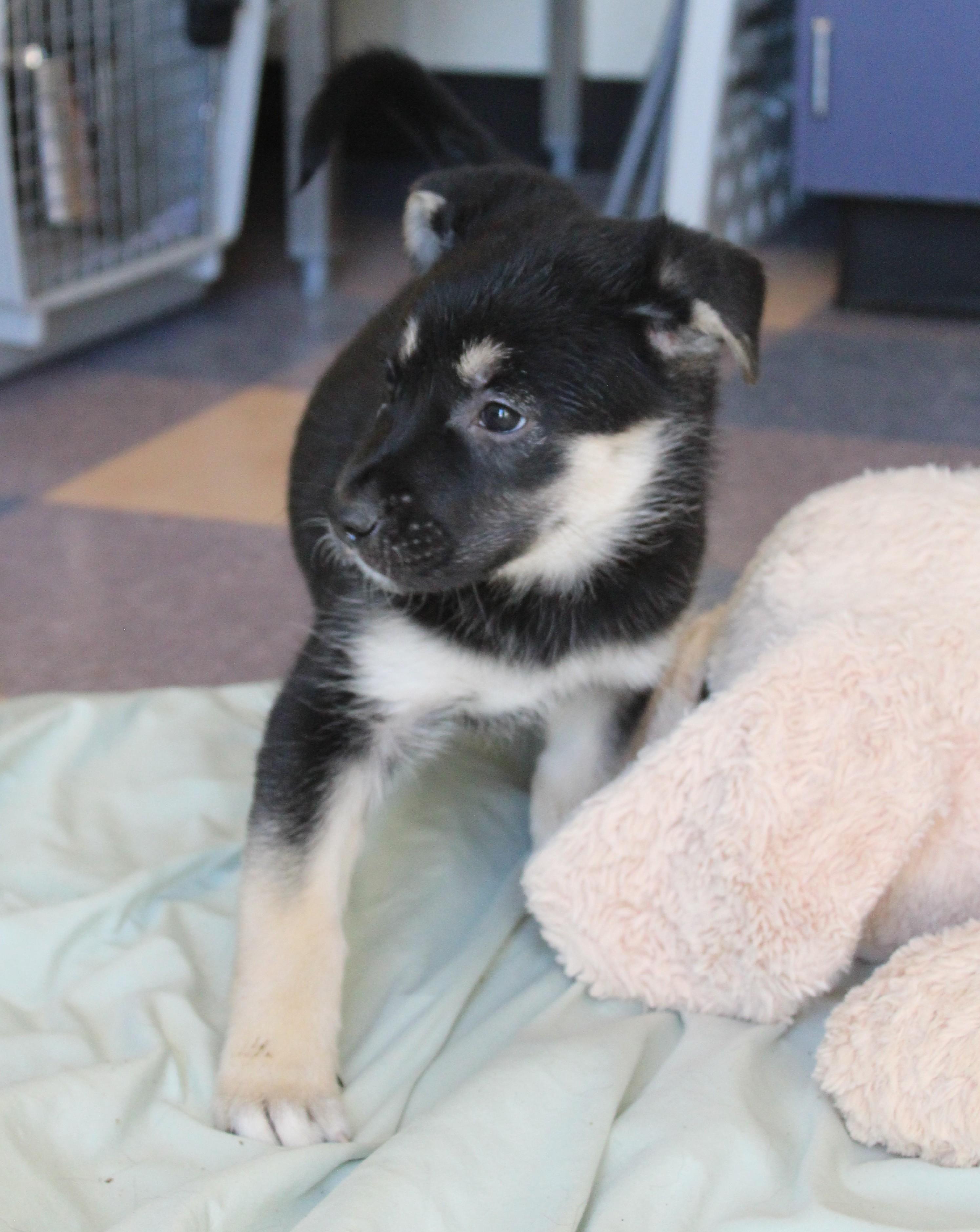 Enlarge Swan, an adopted mixed breed in Yucca Valley, CA image 2/6