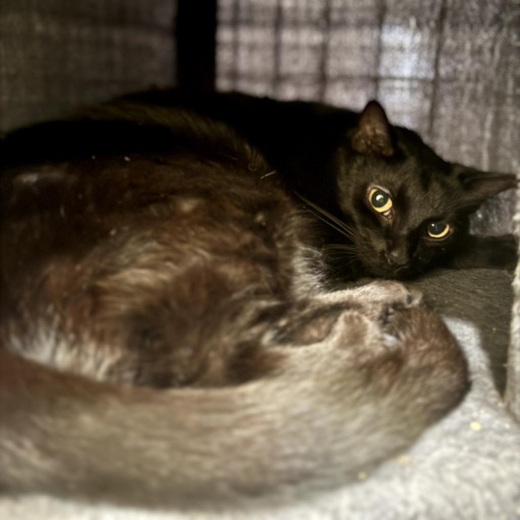 Eggs, Adoptable, Adult Female Domestic Short Hair.