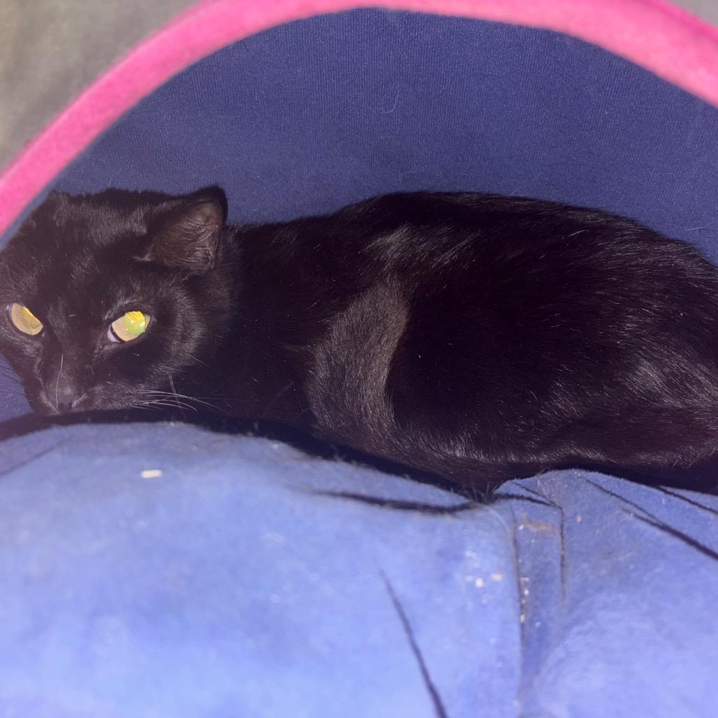 Enlarge Eggs, a Adoptable Domestic Short Hair in Wahiawa, HI image 2/2