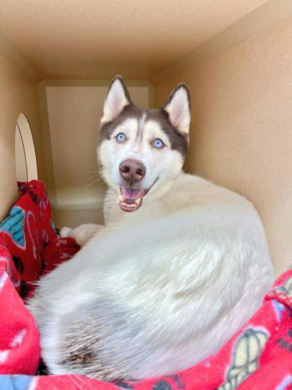 Enlarge Moo, a Adoptable mixed breed in Quakertown, PA image 1/2