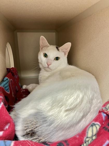 Enlarge Moo, a Adoptable mixed breed in Quakertown, PA image 2/2