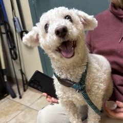Enlarge Buddy (Chase), a Adoptable mixed breed in Saint Helens, OR image 3/6