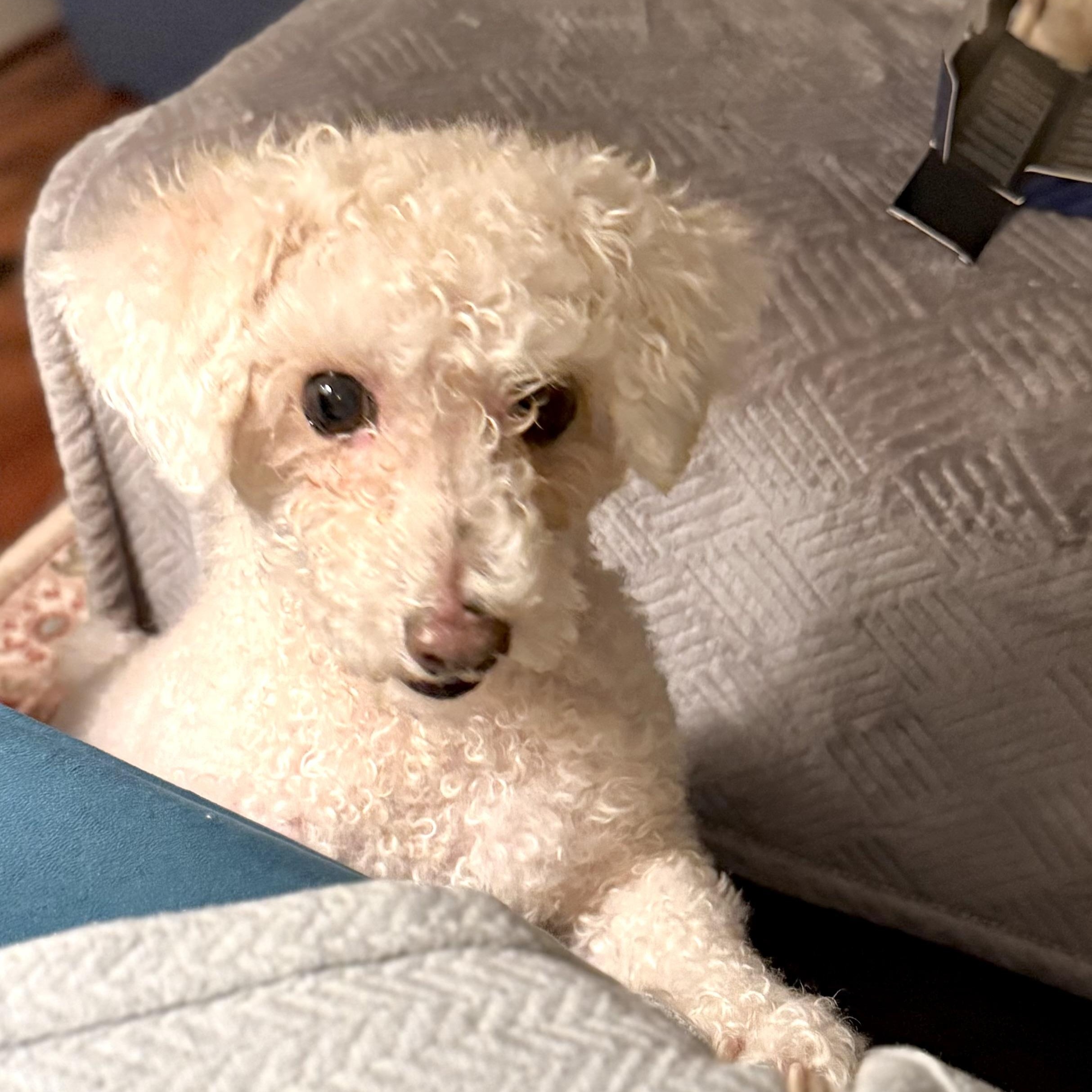 Enlarge Buddy (Chase), a Adoptable mixed breed in Saint Helens, OR image 4/6