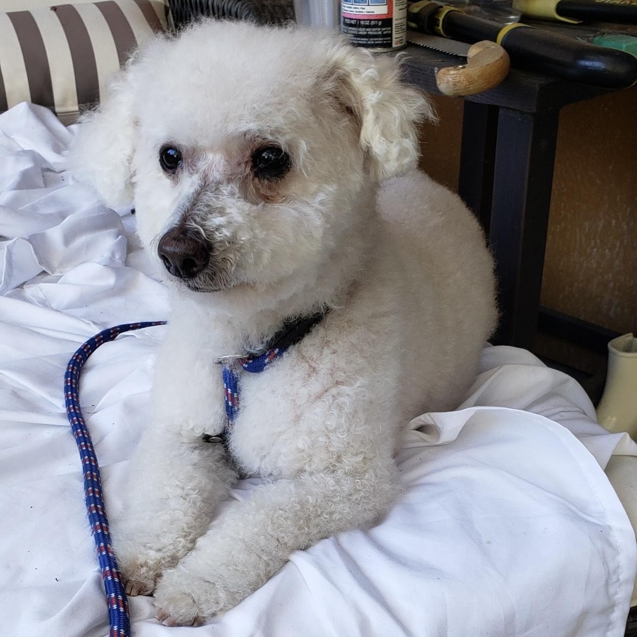 Enlarge Buddy (Chase), a Adoptable mixed breed in Saint Helens, OR image 5/6