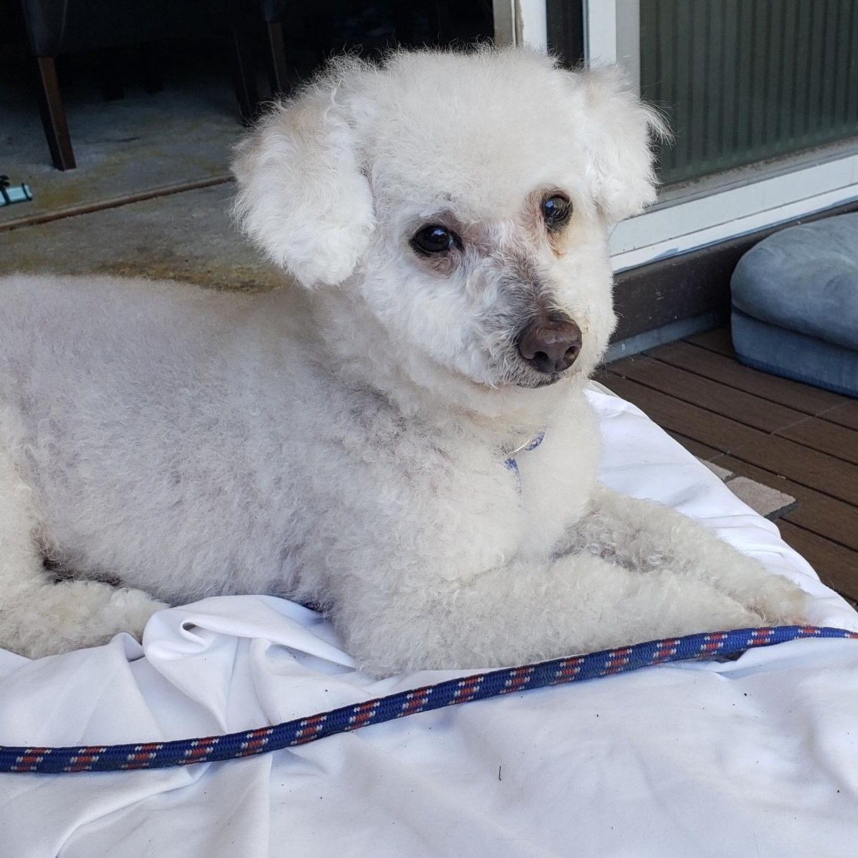 Enlarge Buddy (Chase), a Adoptable mixed breed in Saint Helens, OR image 2/6