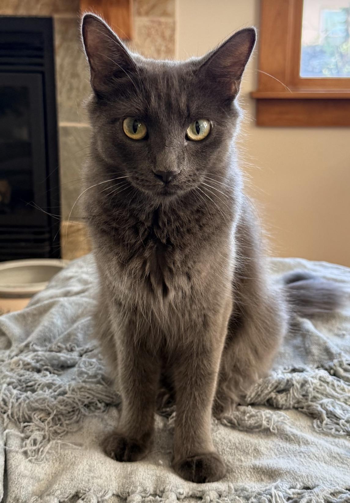 Bandit, Adoptable, Adult Female Russian Blue & Domestic Medium Hair.