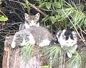 Kim's Kittens, a Adoptable mixed breed in Mount Airy, NC image 2/5