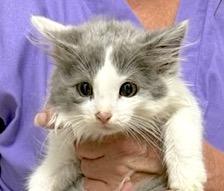 Kim's Kittens, a Adoptable mixed breed in Mount Airy, NC image 4/5