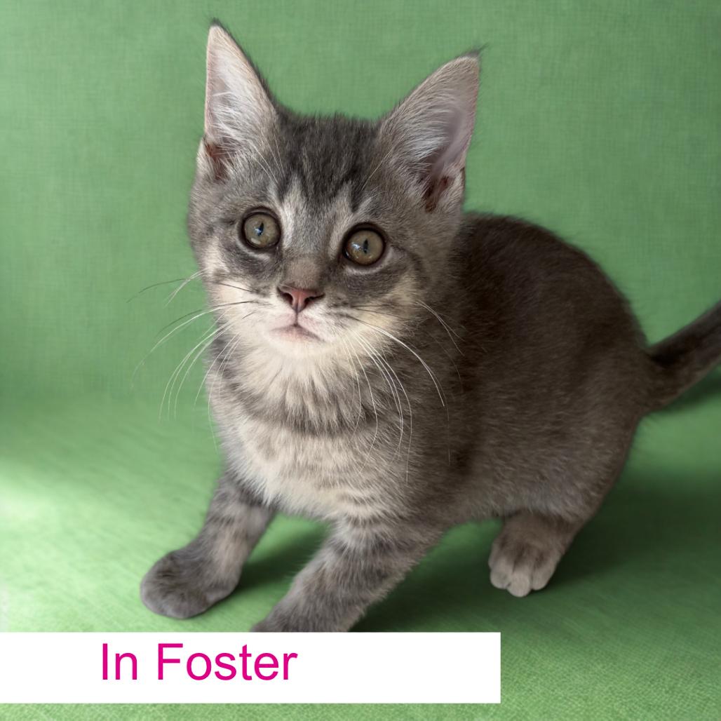 Enlarge McFlurry, a Adoptable Domestic Short Hair in Chapel Hill, NC image 1/3