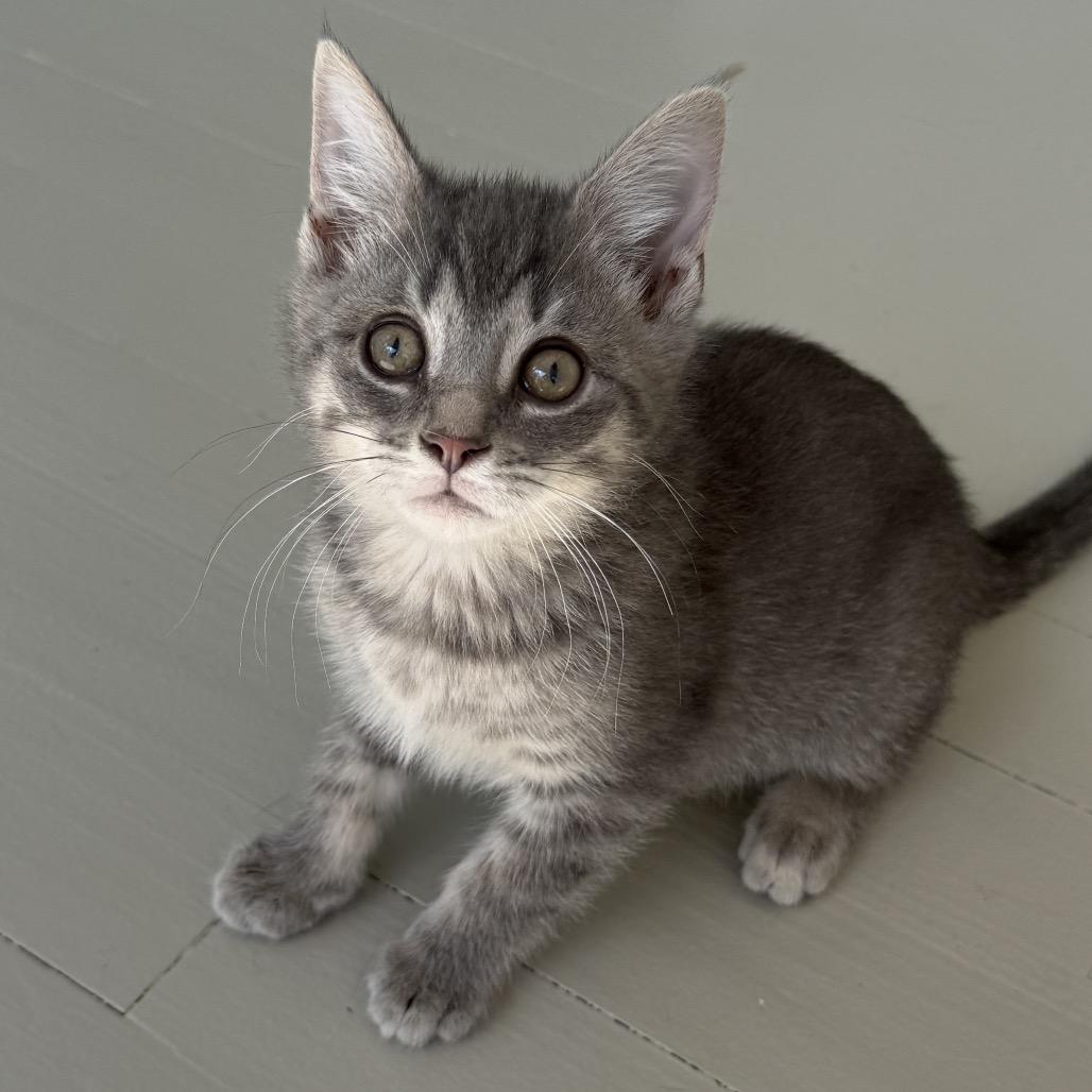 Enlarge McFlurry, a Adoptable Domestic Short Hair in Chapel Hill, NC image 2/3