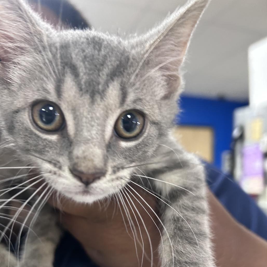 Enlarge McFlurry, a Adoptable Domestic Short Hair in Chapel Hill, NC image 3/3