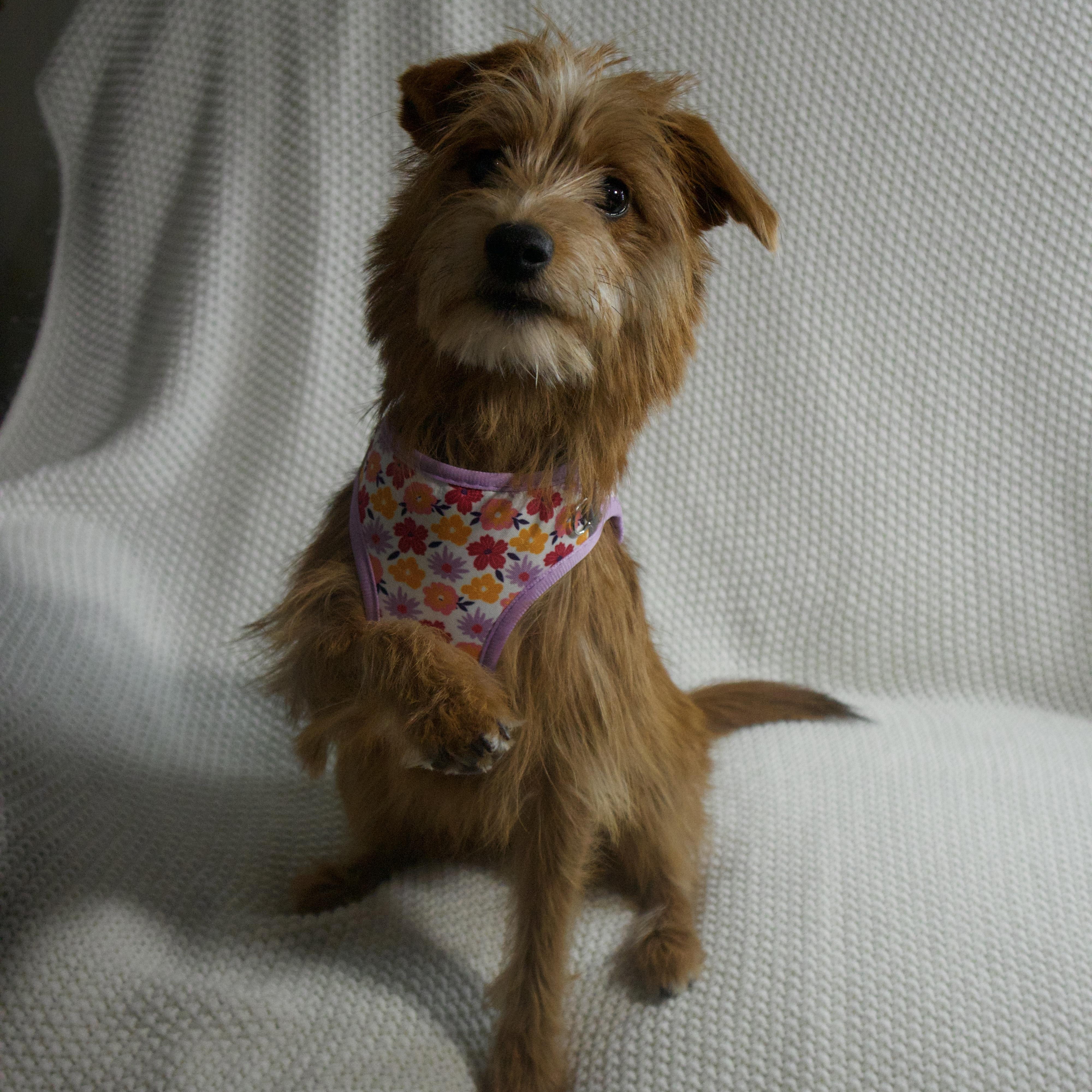 Enlarge Bella, a ADOPTABLE mixed breed in Wrightstown, NJ image 4/5