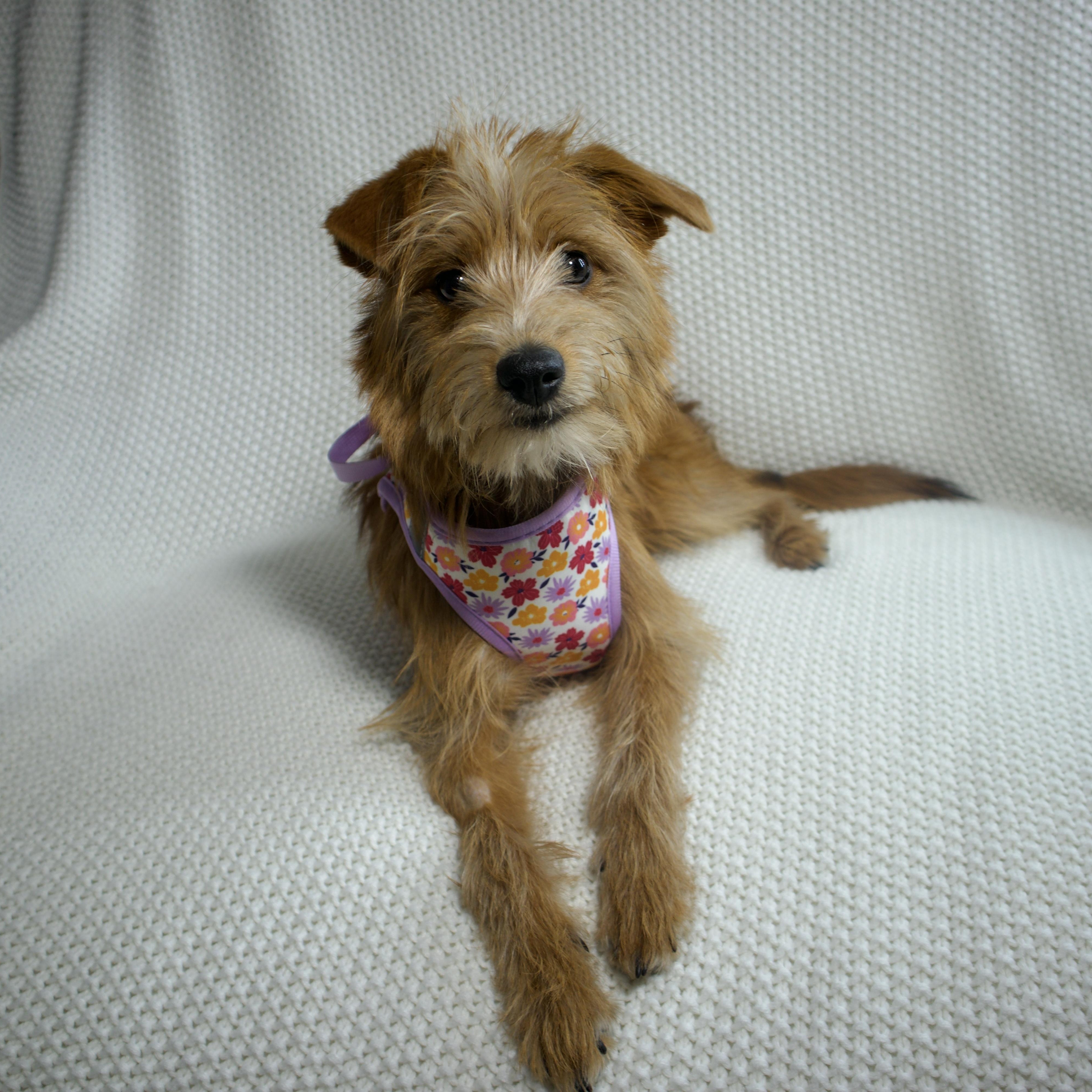 Enlarge Bella, a ADOPTABLE mixed breed in Wrightstown, NJ image 3/5