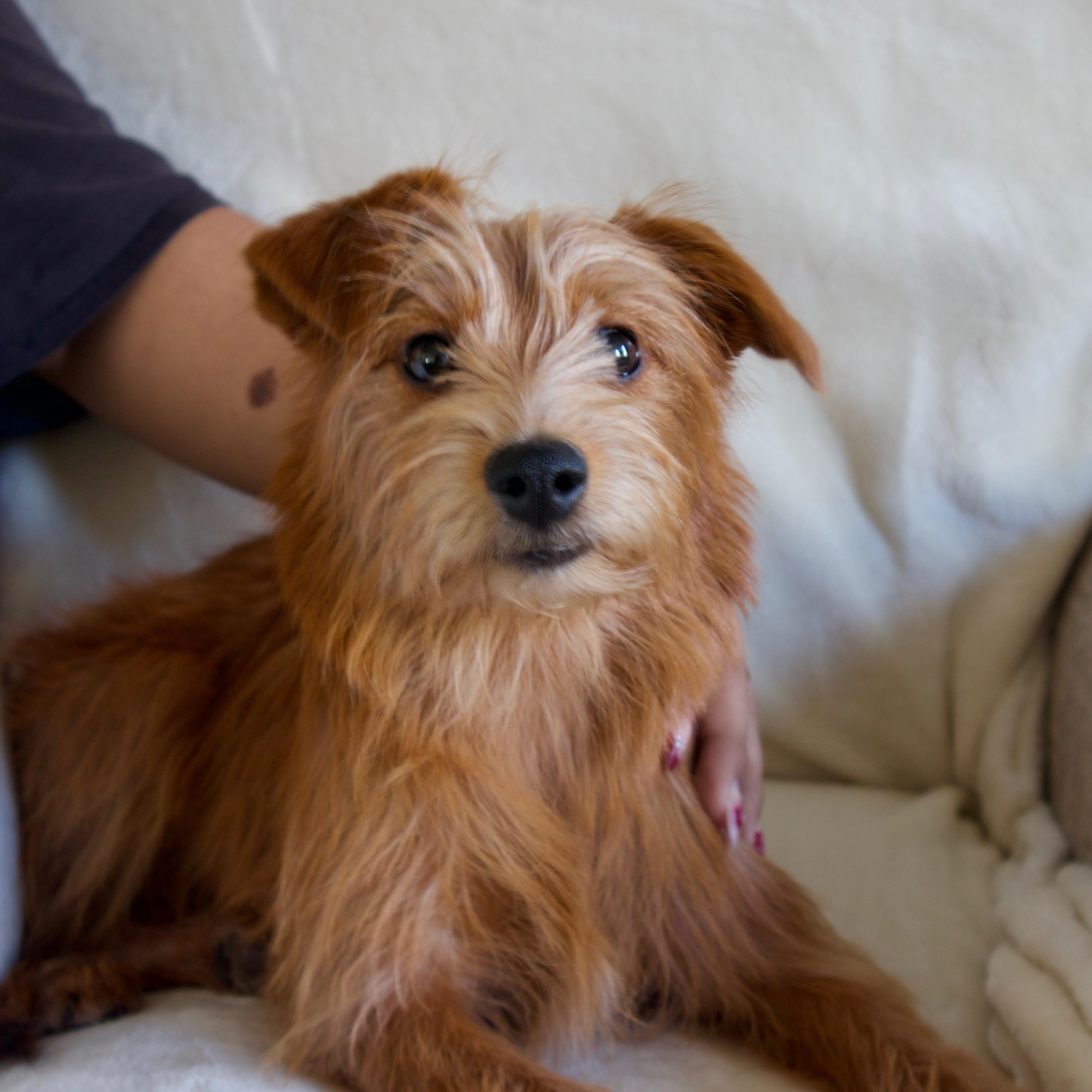 Enlarge Bella, a ADOPTABLE mixed breed in Wrightstown, NJ image 1/5