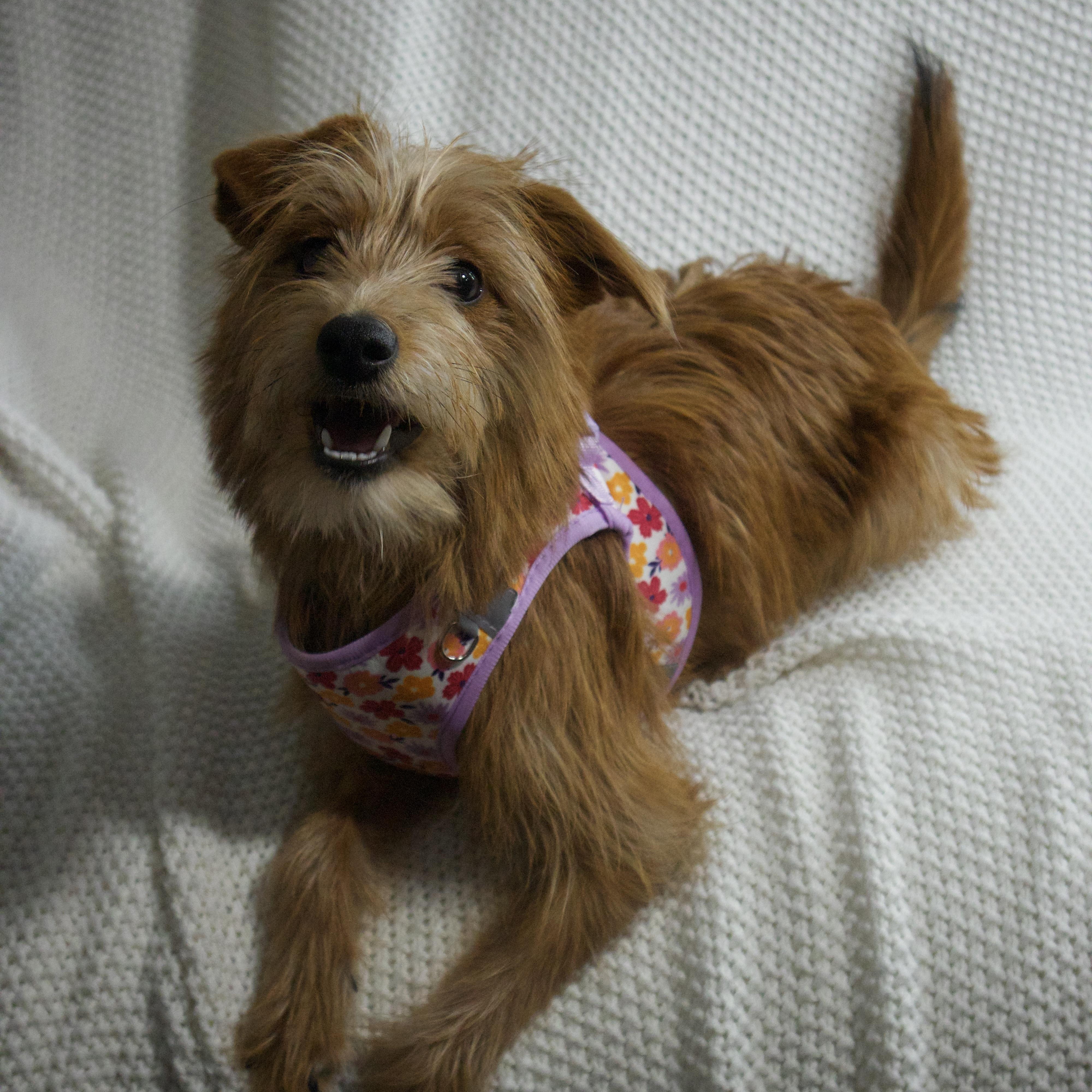 Enlarge Bella, a ADOPTABLE mixed breed in Wrightstown, NJ image 5/5