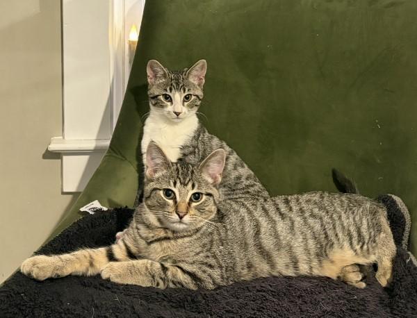 Hannah and Buzz, adopted, Kitten Female Domestic Short Hair.