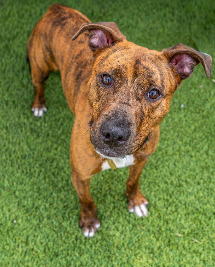 Enlarge Roxy, a Adoptable mixed breed in Detroit, MI image 4/6