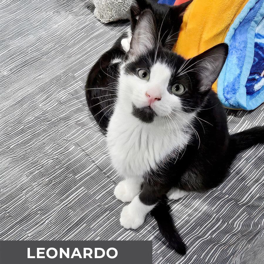 Leonardo, adopted, Kitten Male Domestic Short Hair.