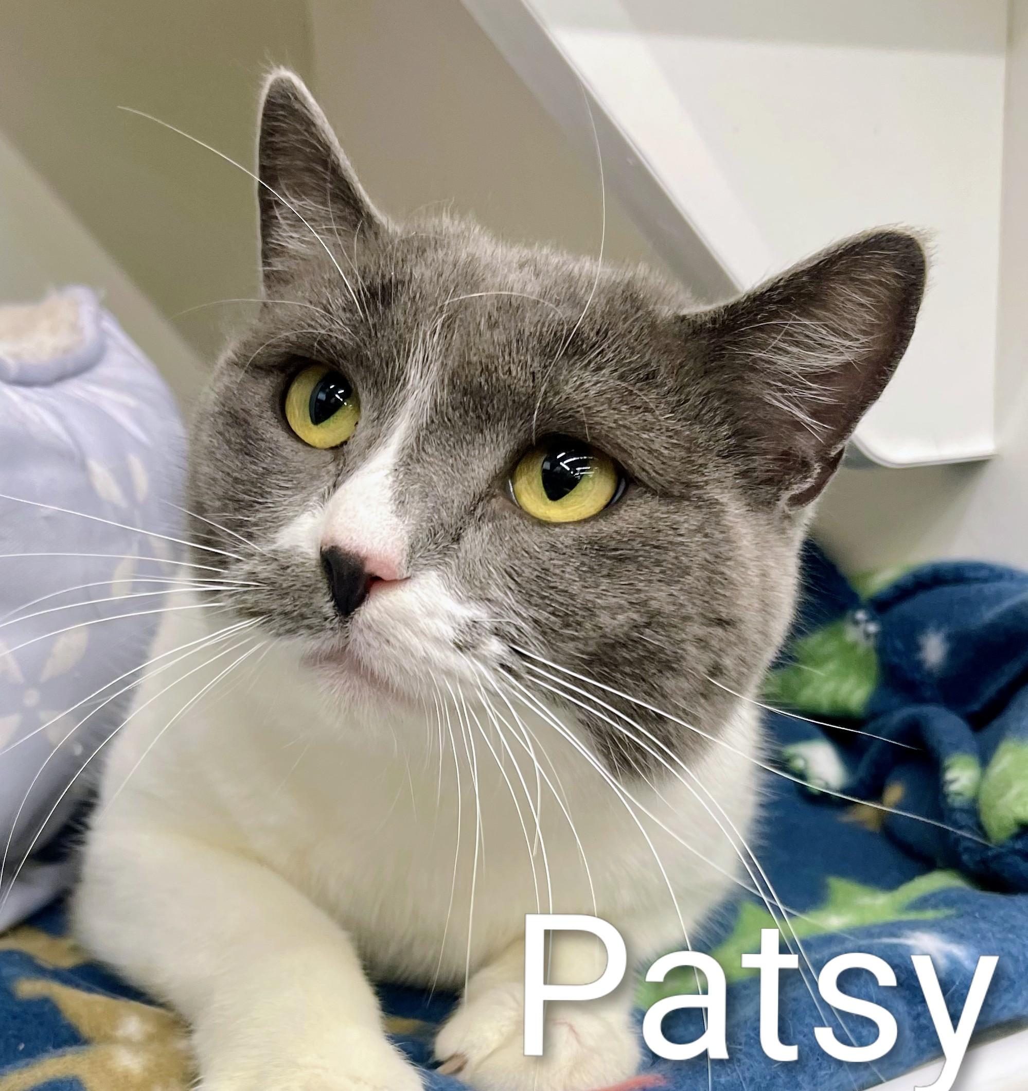 Patsy, adopted, Adult Female Domestic Short Hair.