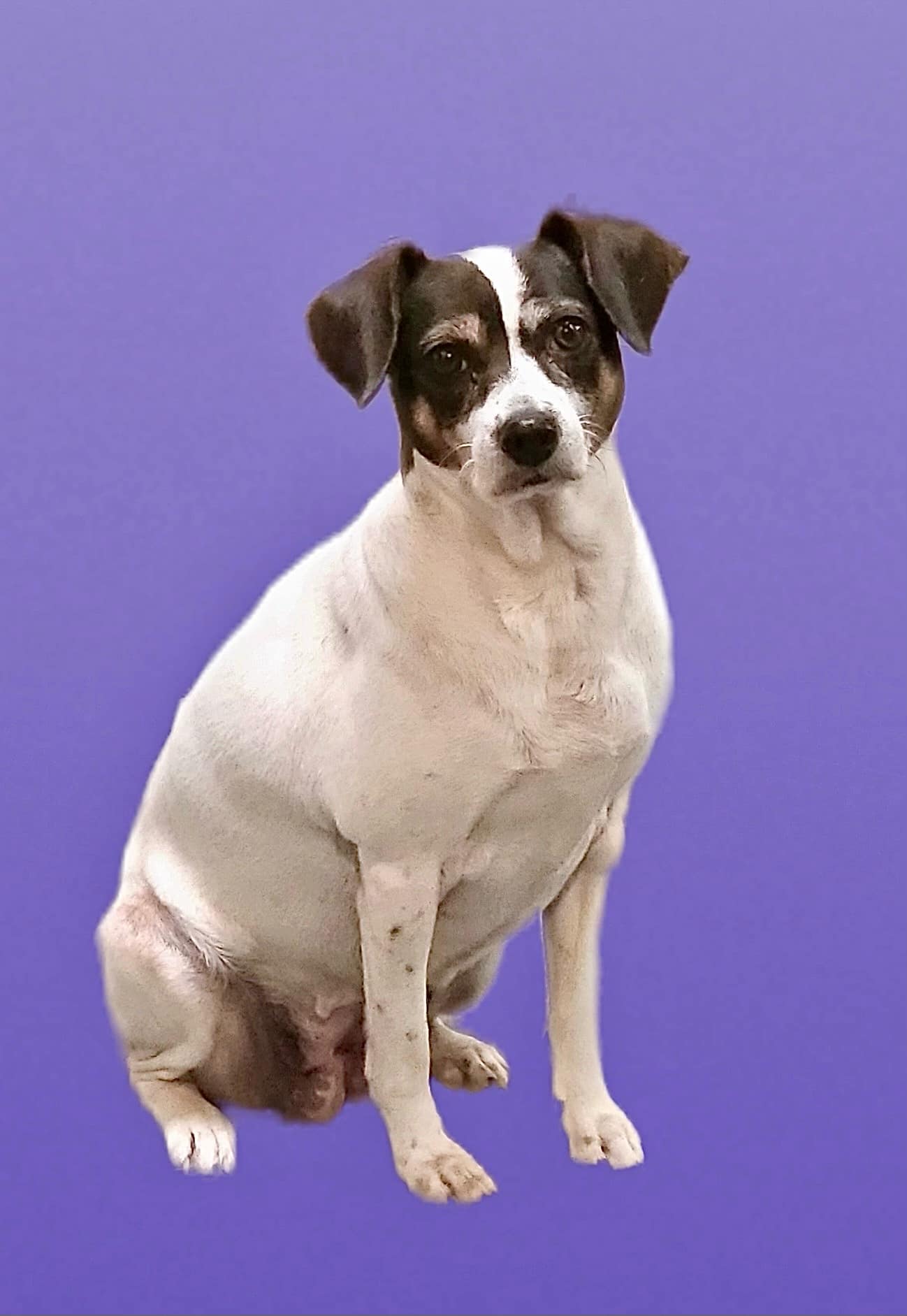 Sophie, an adopted Jack Russell Terrier & Beagle Mix in Brunswick, ME_image-1