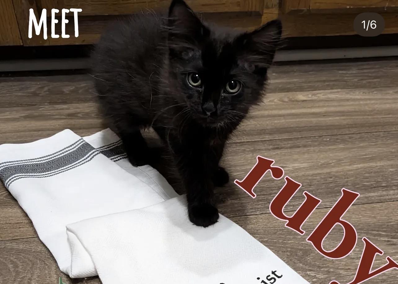 Enlarge Ruby, a ADOPTABLE Domestic Long Hair in Greensboro, NC image 2/3