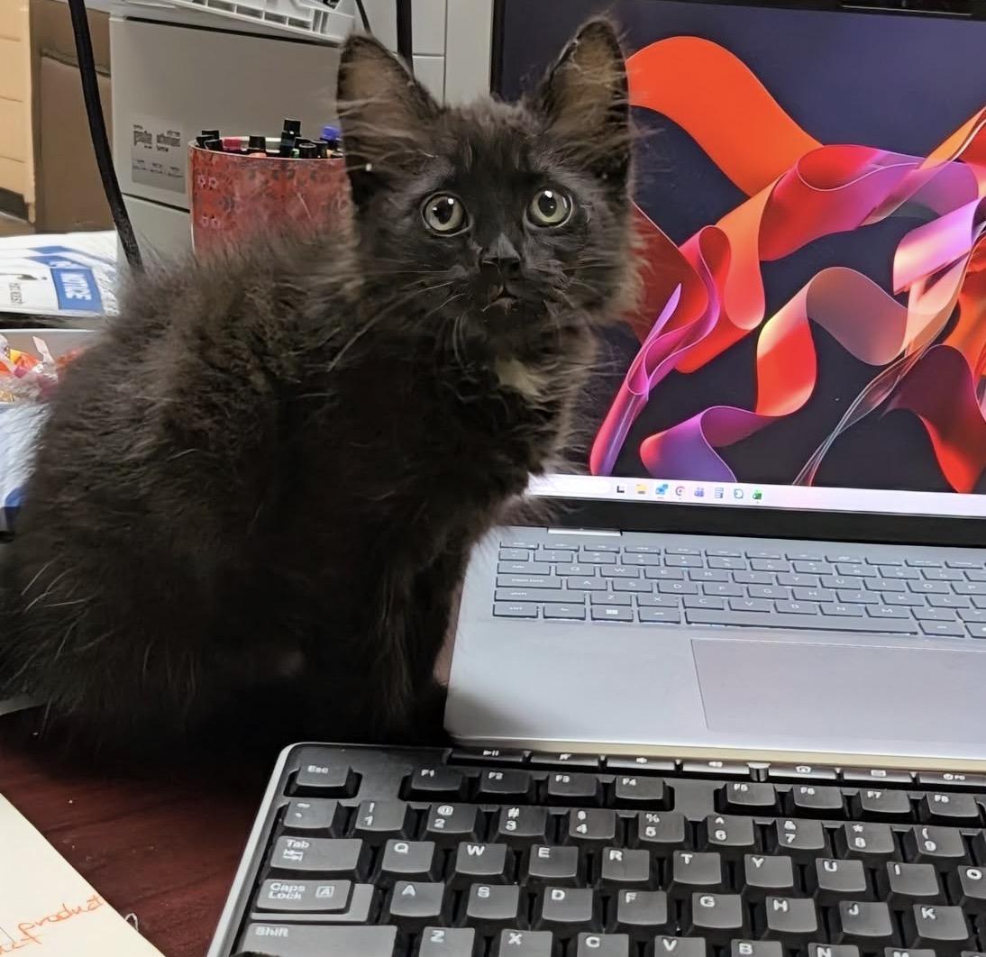 Ruby, ADOPTABLE, Young Female Domestic Long Hair.