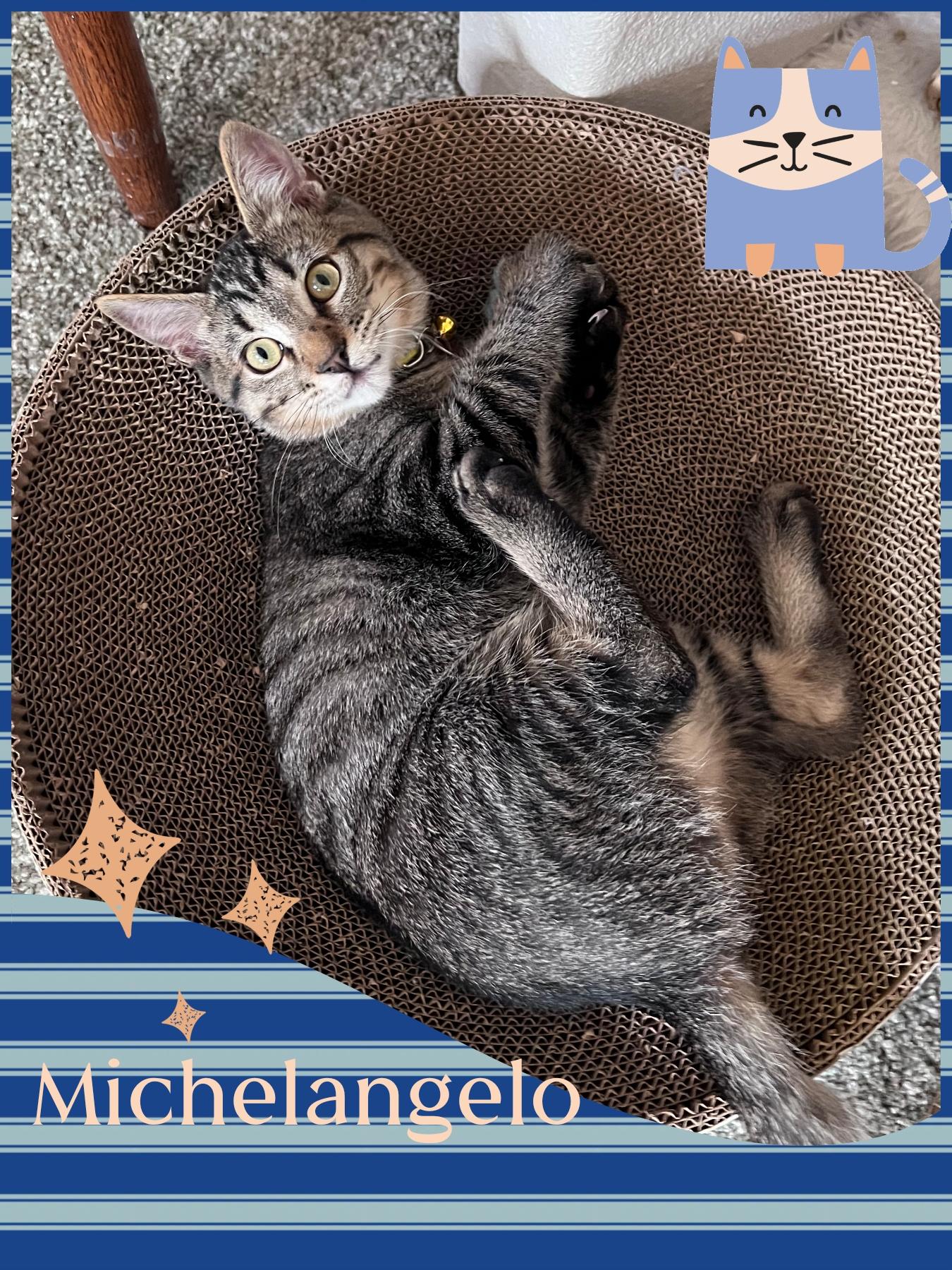 Enlarge Michelangelo, a ADOPTABLE Tabby in Pasco, WA image 2/5