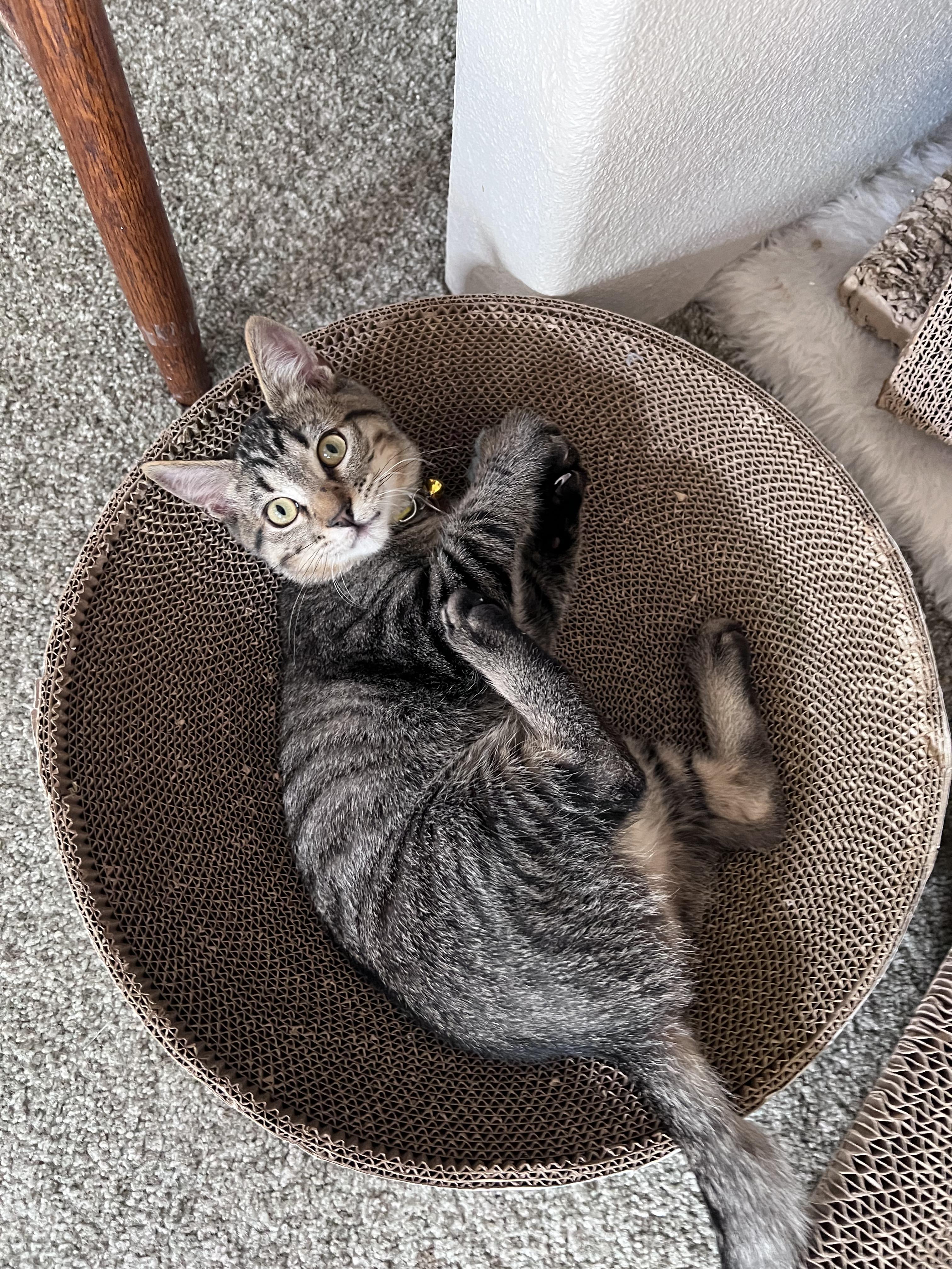 Michelangelo, ADOPTABLE, Kitten Male Tabby.