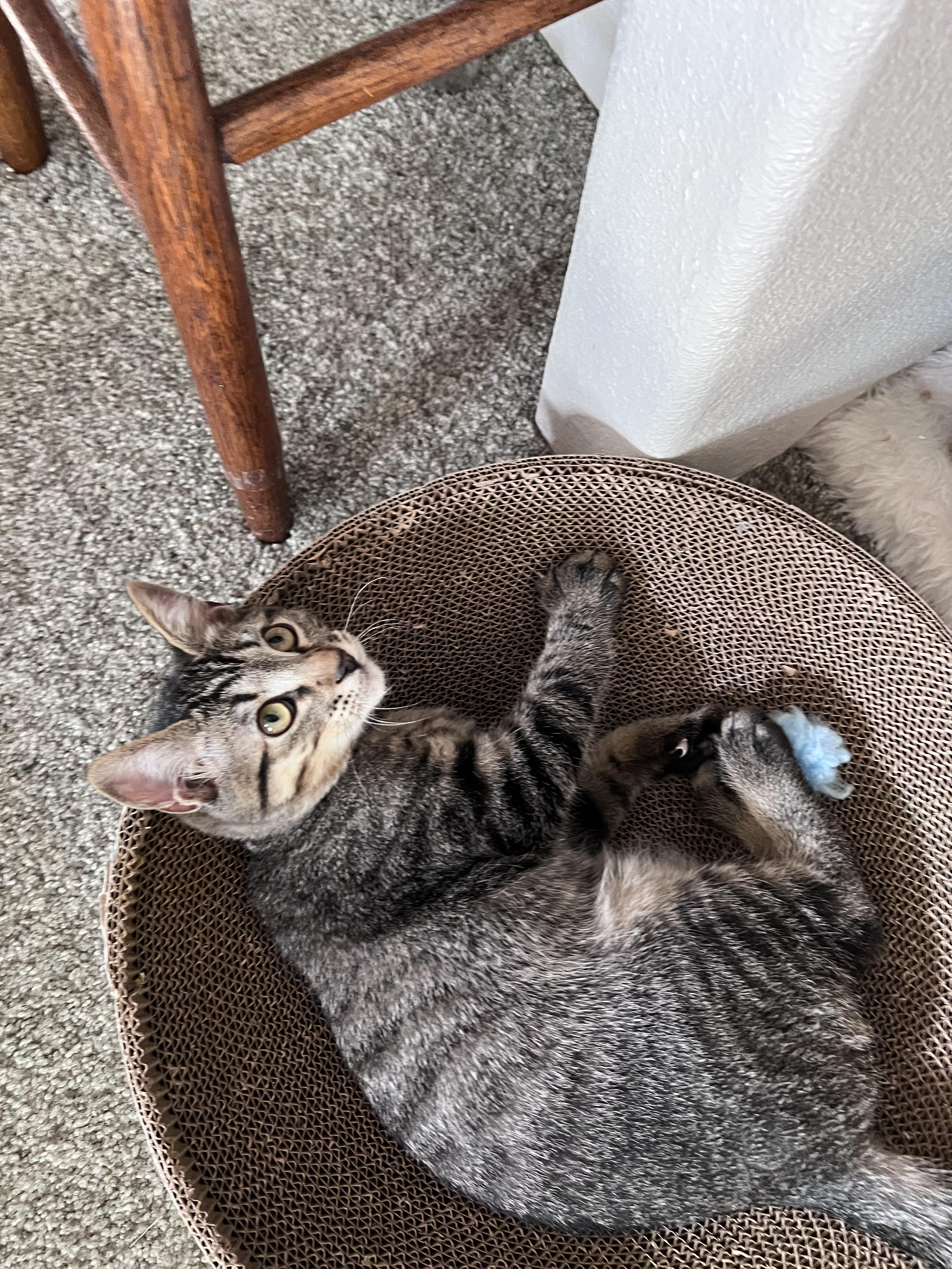 Enlarge Michelangelo, a ADOPTABLE Tabby in Pasco, WA image 5/5