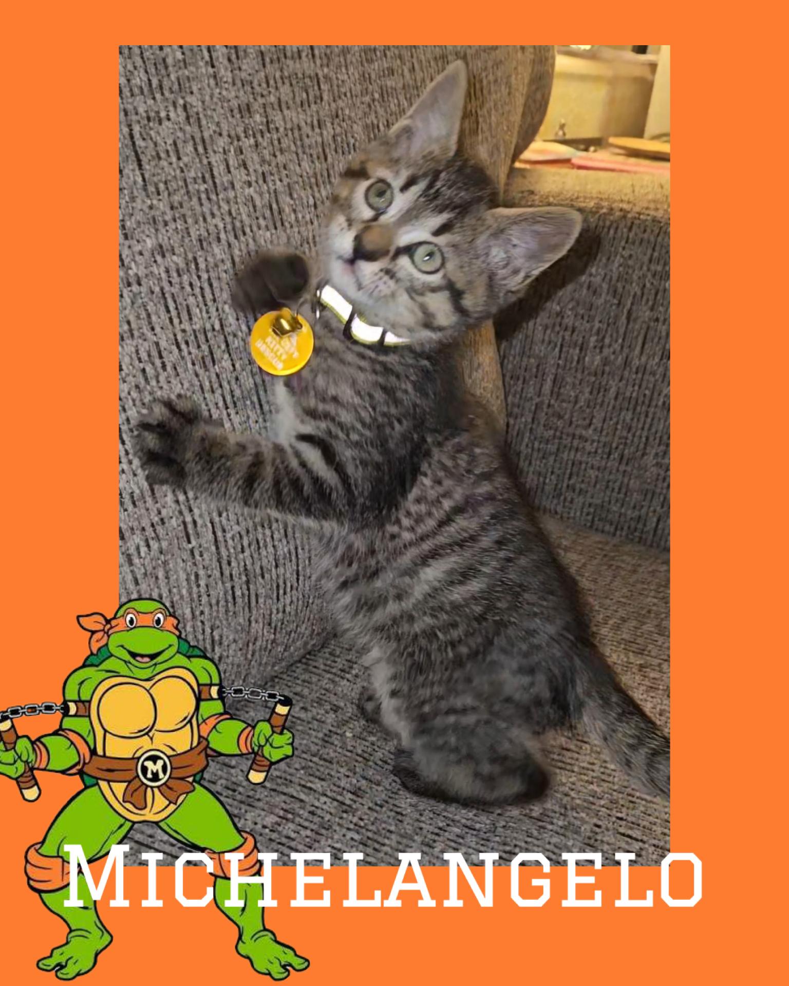 Enlarge Michelangelo, a ADOPTABLE Tabby in Pasco, WA image 2/2