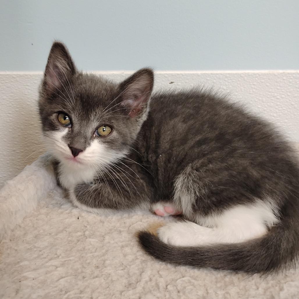 Randy Orton, Adoptable, Kitten Male Domestic Short Hair.