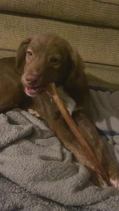 Enlarge Freya, a Adopted mixed breed in Salem, OR video 1/5