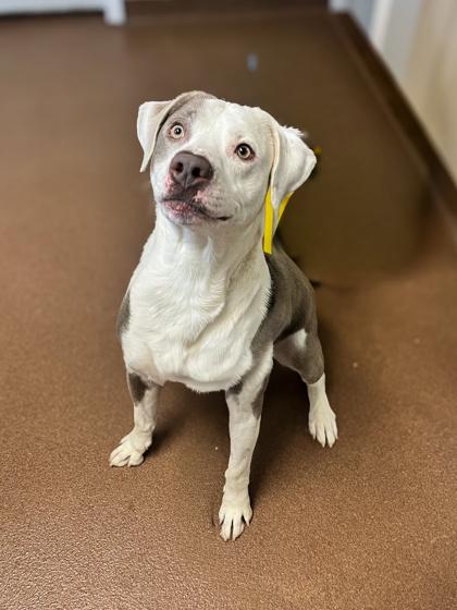 Enlarge Cupid, a Adoptable mixed breed in Winfield, KS image 1/1