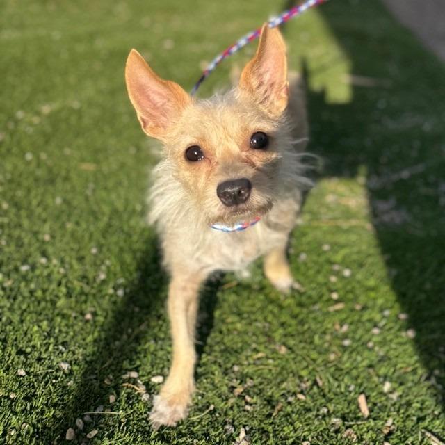 Chula, Adoptable, Adult Female Chihuahua.