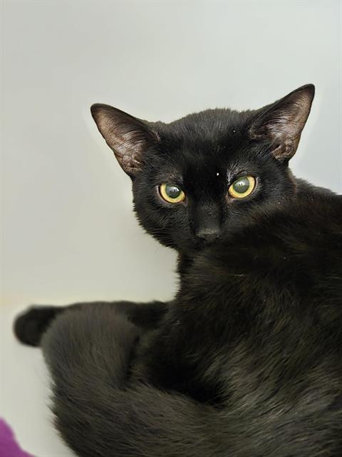 MONTENEGRO, Adoptable, Kitten Female Domestic Short Hair.