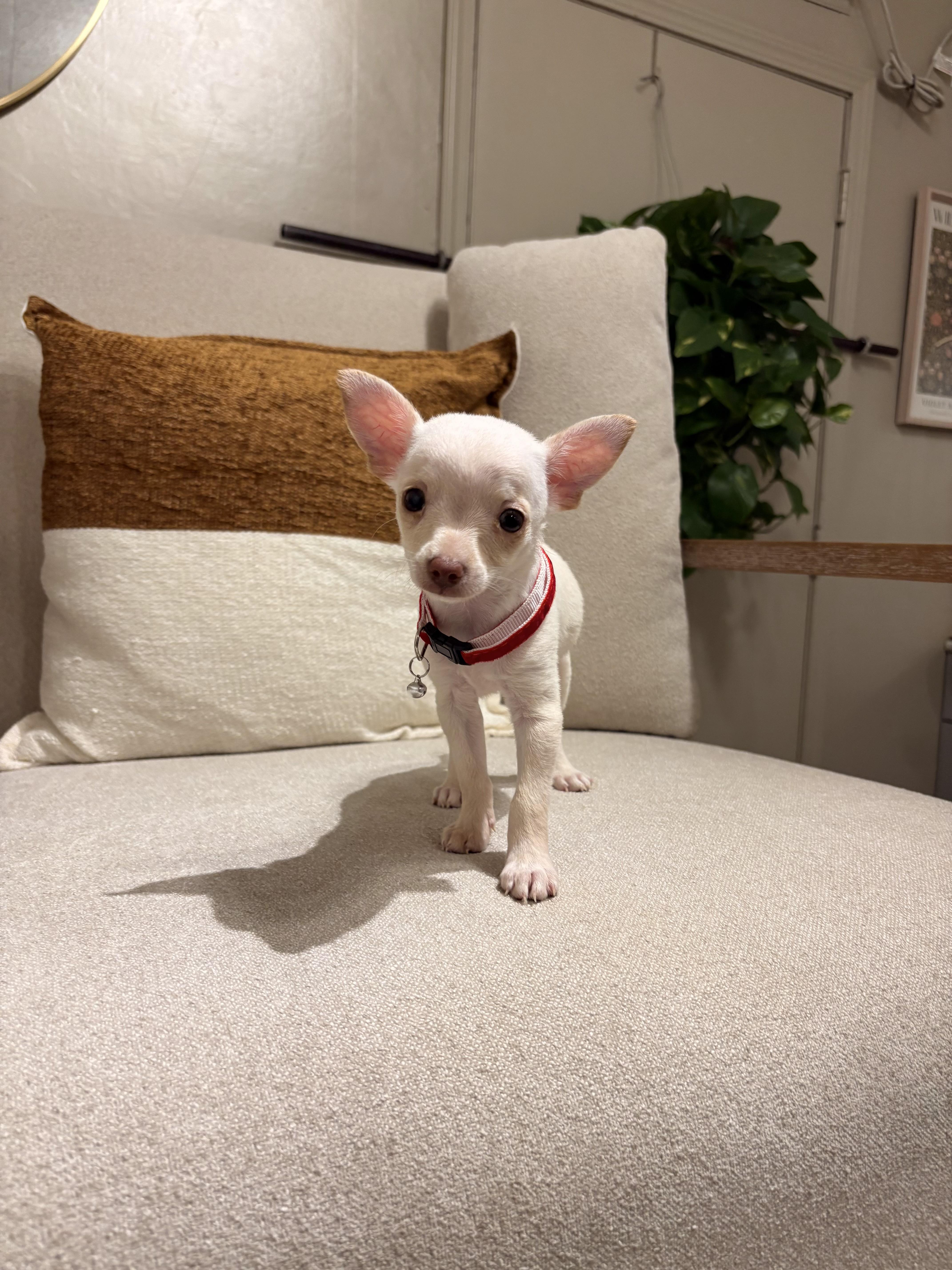Enlarge William, a Adopted mixed breed in Reedley, CA image 2/5