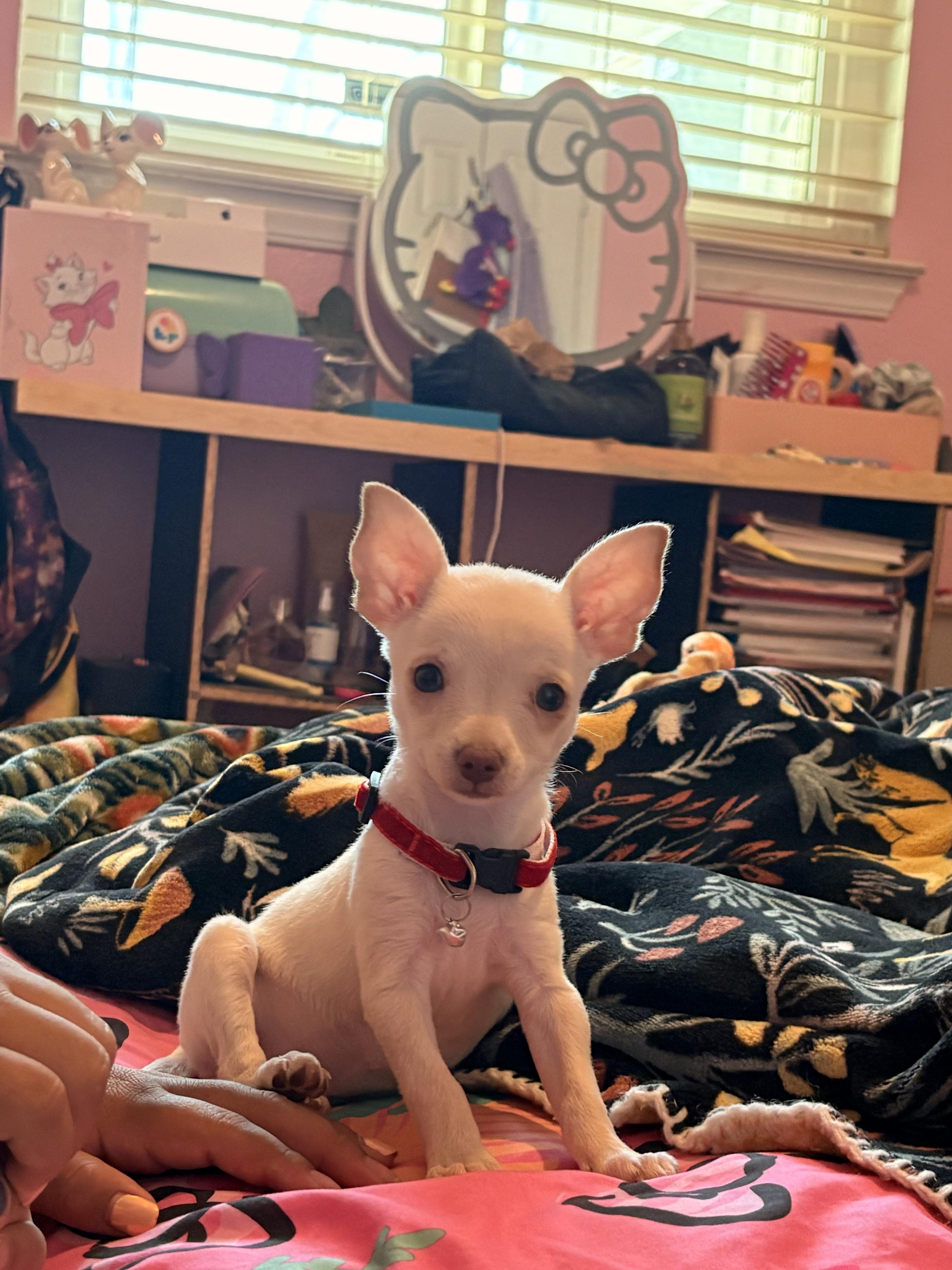Enlarge William, a Adopted mixed breed in Reedley, CA image 4/5