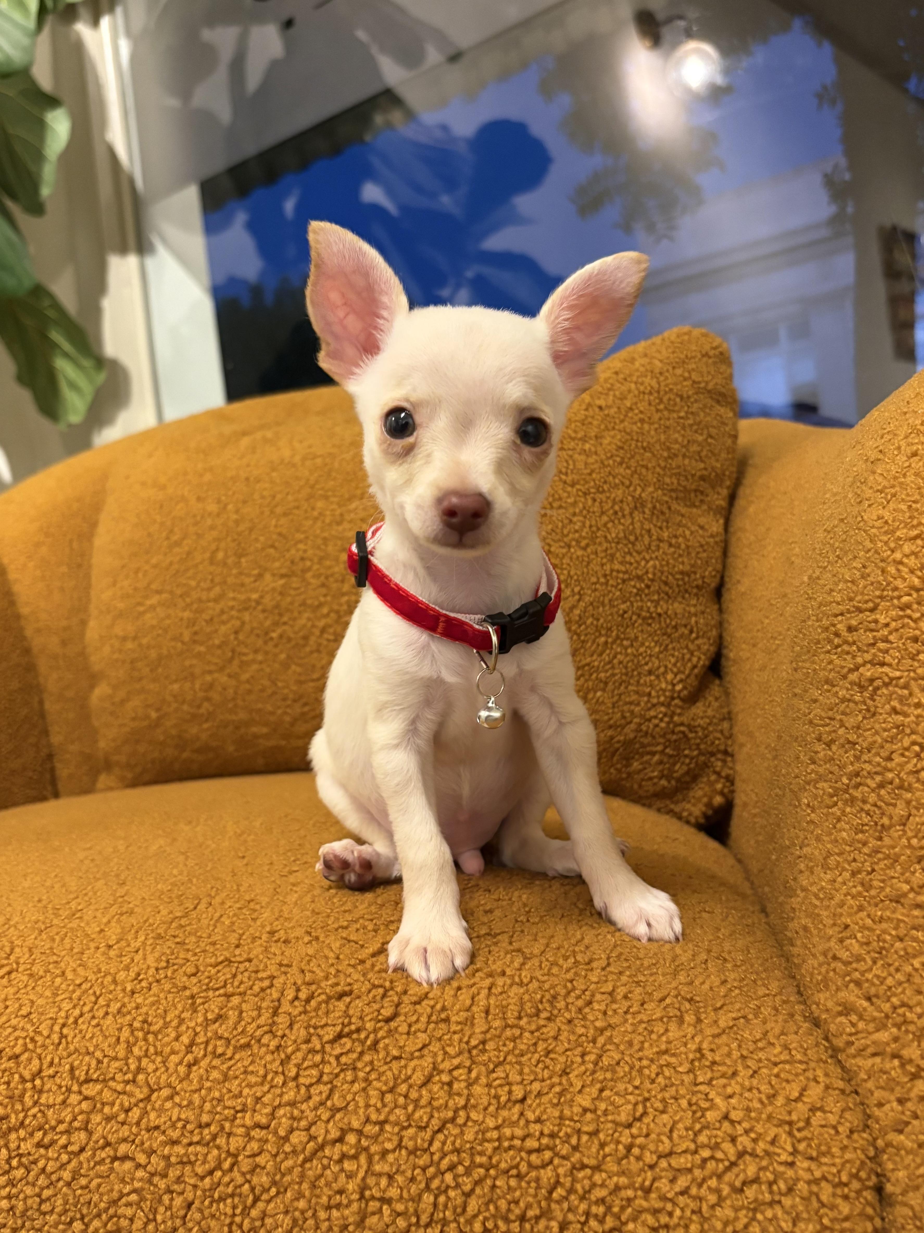 William, Adopted, Puppy Male Chihuahua.