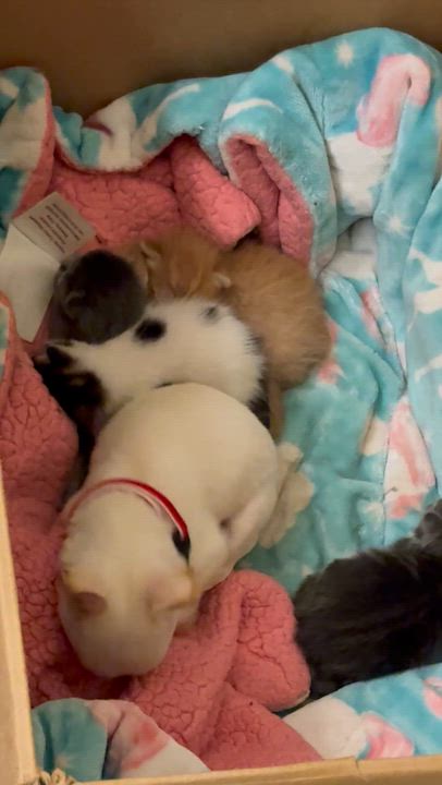 Enlarge William, a Adopted mixed breed in Reedley, CA video 5/5