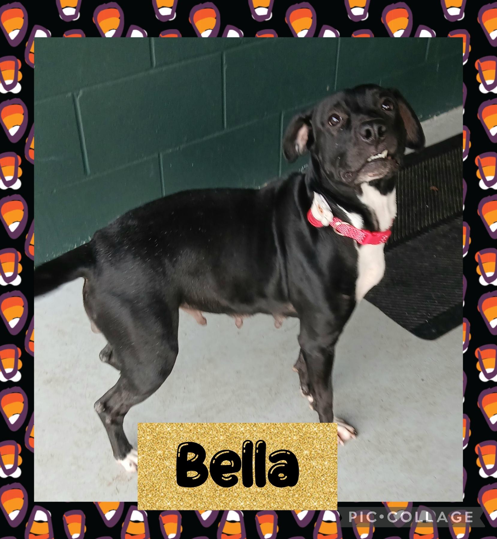 Enlarge Bella, a Adoptable Mixed Breed in Iron River, MI image 2/4