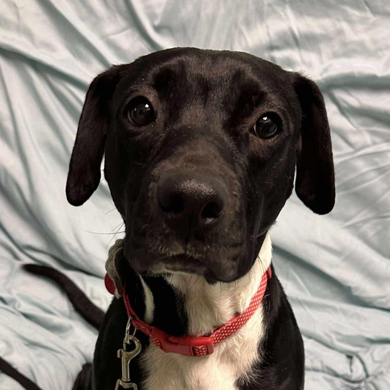 Enlarge Bella, a Adoptable Mixed Breed in Iron River, MI image 1/4