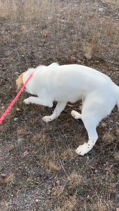 Enlarge Bella, a Adoptable Mixed Breed in Iron River, MI video 4/4